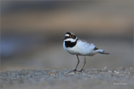<p>KULÍK ŘÍČNÍ (Charadrius dubius) jižní Morava ---- /Little ringed plover - Flussregenpfeifer/</p>